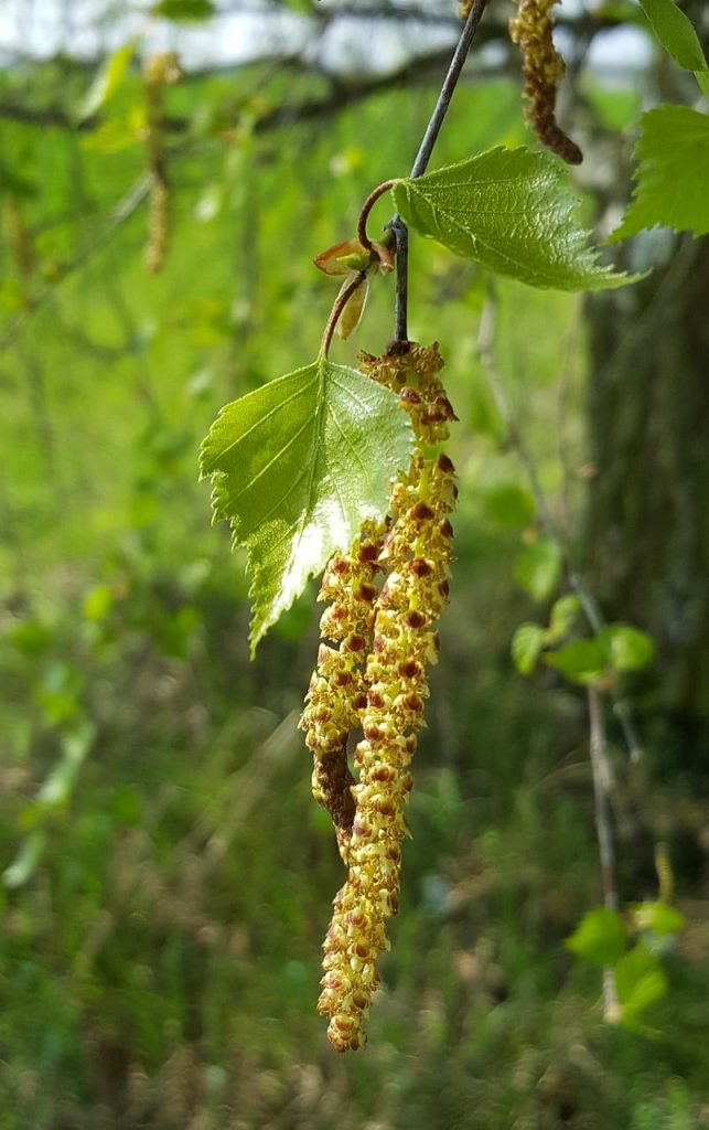 Immagine di approfondimento per Pollini di betulla e allergie: prepararsi alla primavera